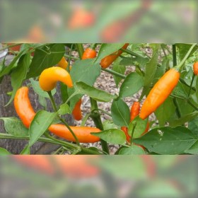 Aji Little Finger chili